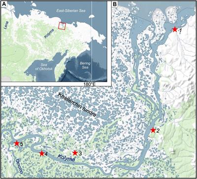 Types and Micromorphology of Authigenic Carbonates in the Kolyma Yedoma Ice Complex, Northeast Siberia
